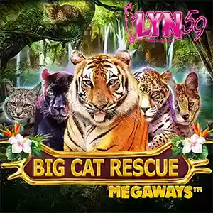 Big Cat Rescue Red Tiger